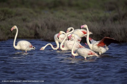 Camargue (FRA,13)