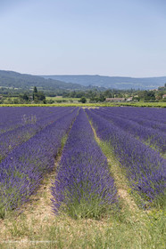21 06 2018,Rustrel (FRA, 84), champs de lavande