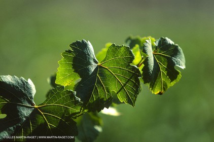 Provence, Le temps des vendanges