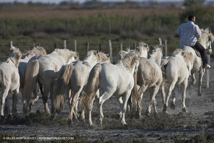 18 04 2011 - Les Saintes Maries de la Mer - Camargue white horses