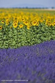 27 06 2011 - Valensole (FRA, 04) - Lavander fields