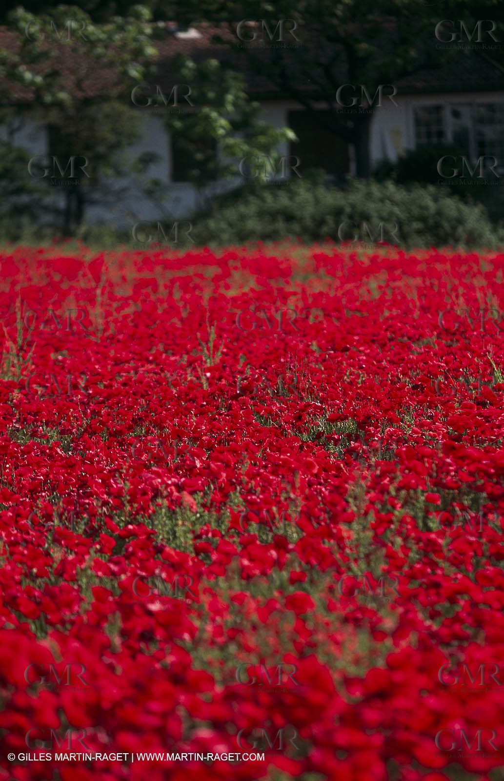 Paysages de Nîmes Métropole (FRA,30) -Costières