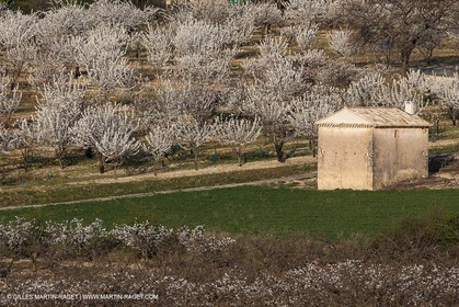 30 mars 2012 - Saint Saturnin les Apt (FRA, 84) - Cerisiers en fleurs