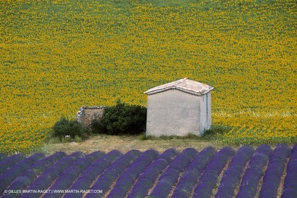 Hgher Provence - Lavender fields