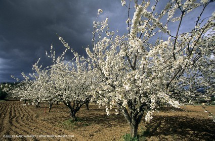 Luberon, Vaucluse (FRA,84) - Arbres fruitiers en fleur