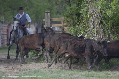 07 05 2008 - Le Cailar (FRA,30) - Tri à la manade du Mas du Pont de Laute