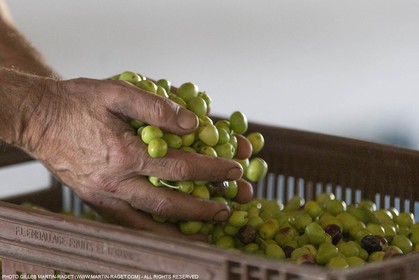 14 11 2015, Saint-Etienne du Grès (FRA,13), traditional making of olive oil at La Croix mill