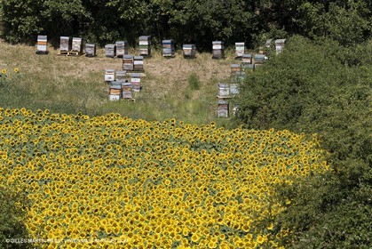 13 08 2007 - Valensole (04) - lavender fields on Valensole plateau