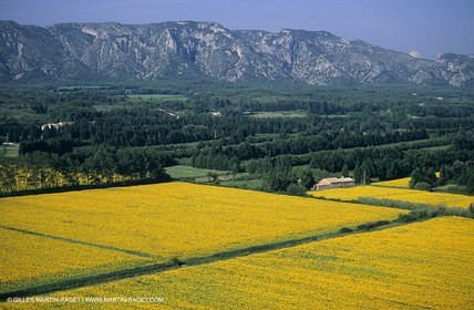 Alpilles (FRA,13) - Sunflower fields