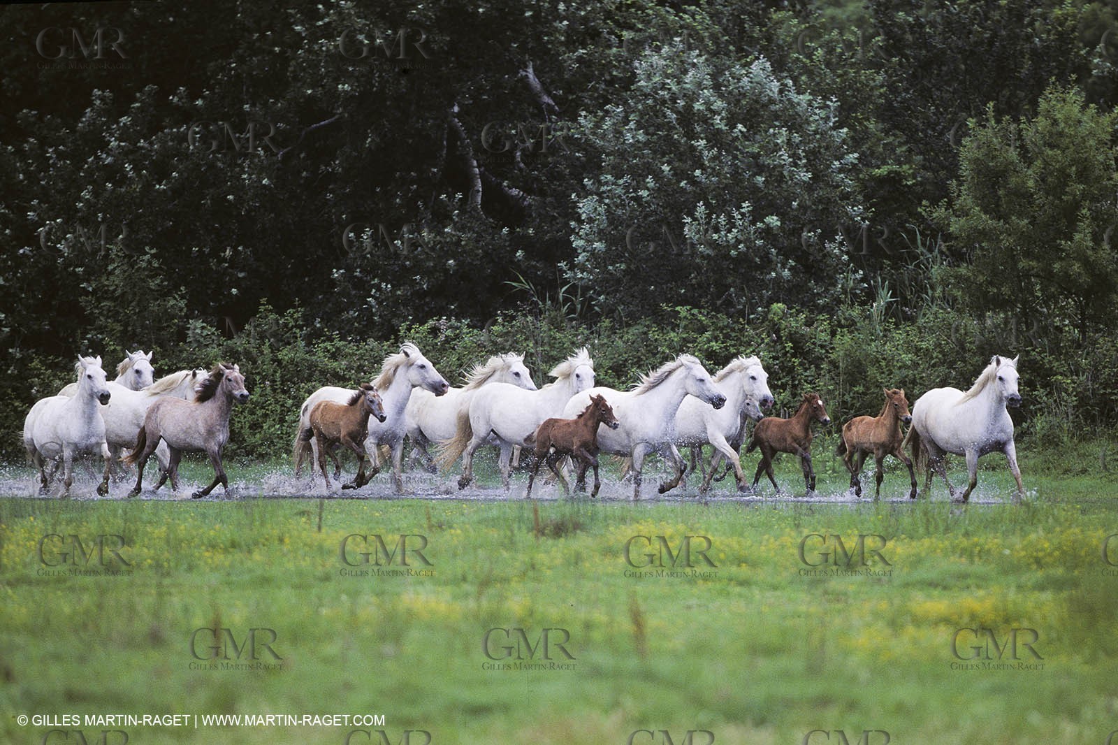 Les Saintes Maries de la mer (FRA,13) - Camargue horses