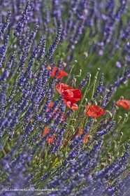 27 06 2011 - Valensole (FRA, 04) - Lavander fields