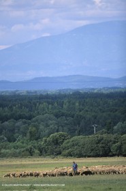 Saint Rémy de Provence (FRA,13) - Fête de la Transhumance