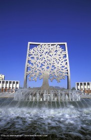 Esperance tree
