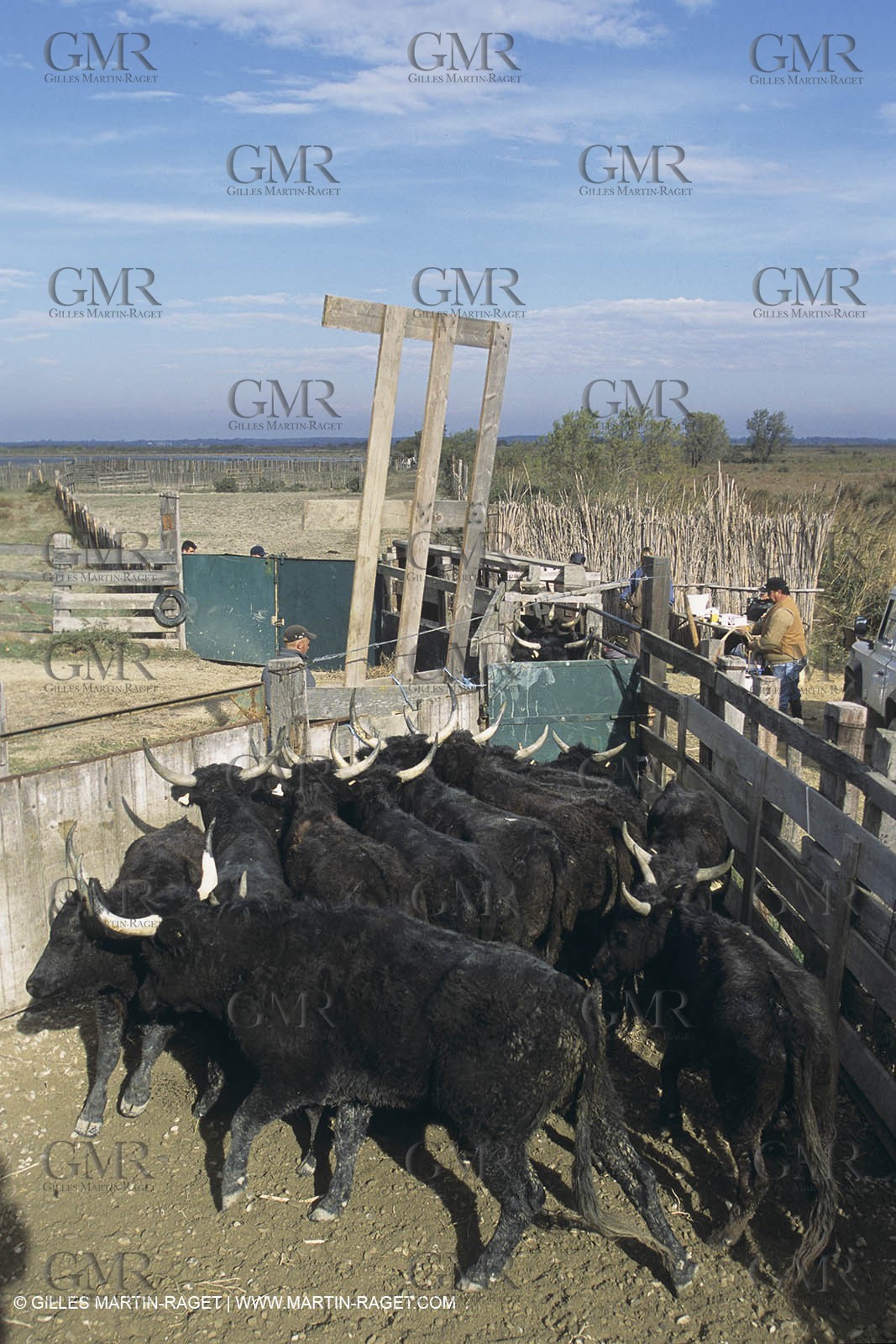 France, Provence, Camargue, Taureaux, Bulls