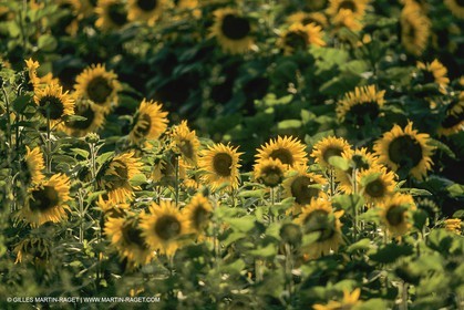 France, Provence, Champs de tournesols