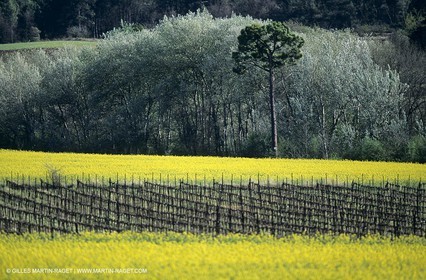 Alpilles (FRA,13), Rape fields