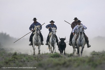 France, Provence, Camargue, Gardians de Camargue, métier, fêtes, élevage, tri