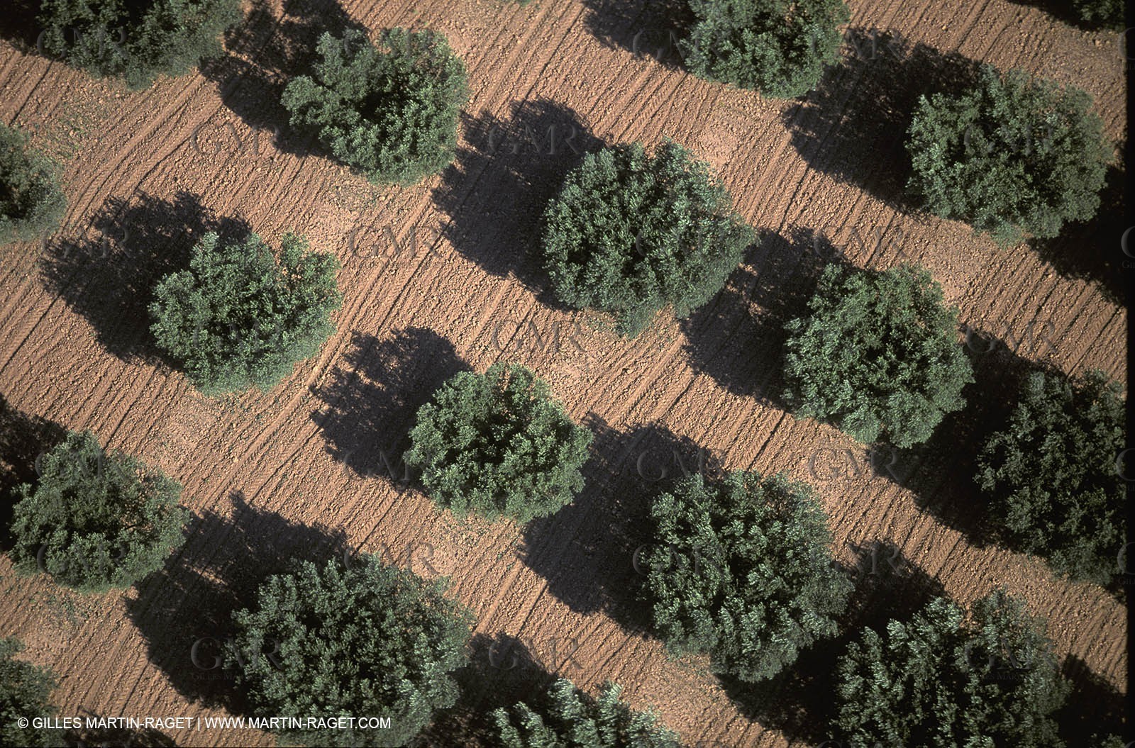 Baux de Provence valley olive tree fields