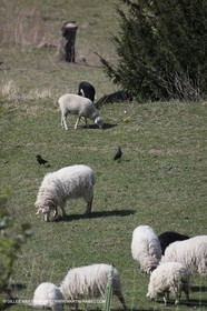 30 mars 2012 - Saint Saturnin les Apt (FRA, 84) - Cerisiers en fleurs