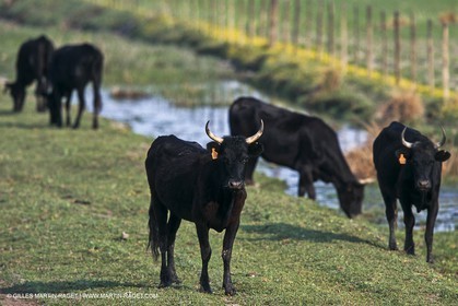 Camargue (FRA,13) - Petite Camargue