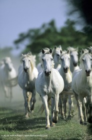 Camargue horses