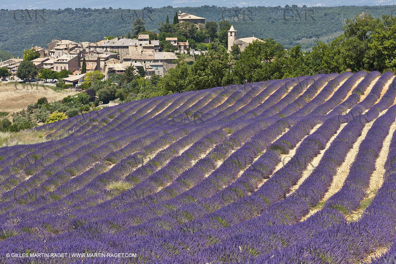 27 06 2011 - Entrevennes (FRA, 04) - Lavander fields