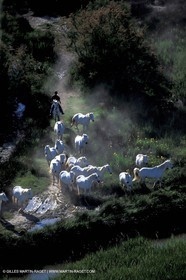 Camargue horses