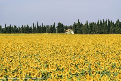 France, Provence, Champs de tournesols