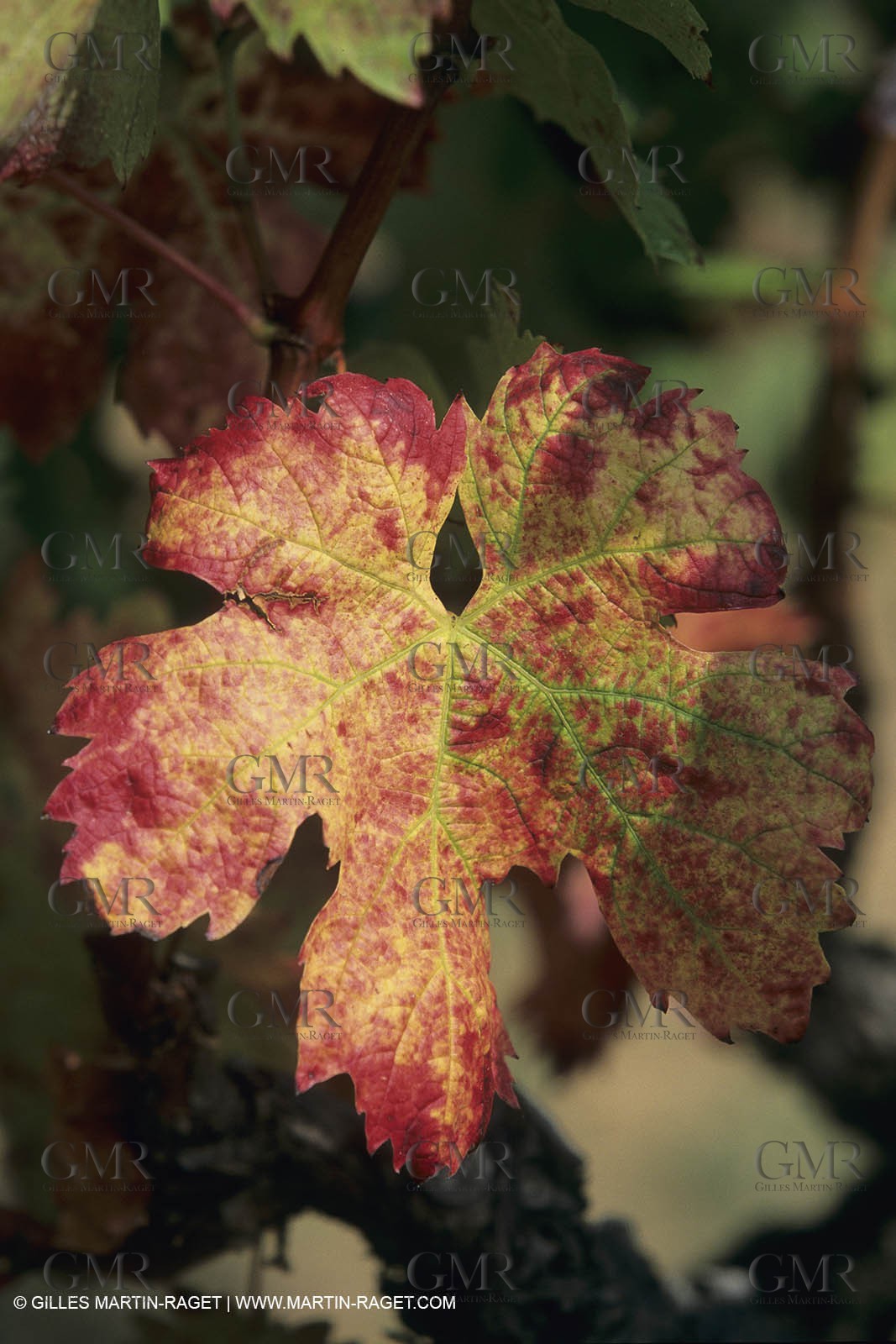 Vin, Vigne , Vendanges, vignification, vignobles, France, Provence, Côte du Rhône, Rosé