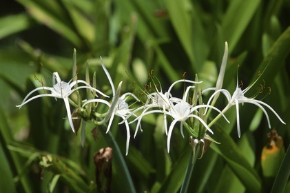 Destinations - Antilles - Saint Barth