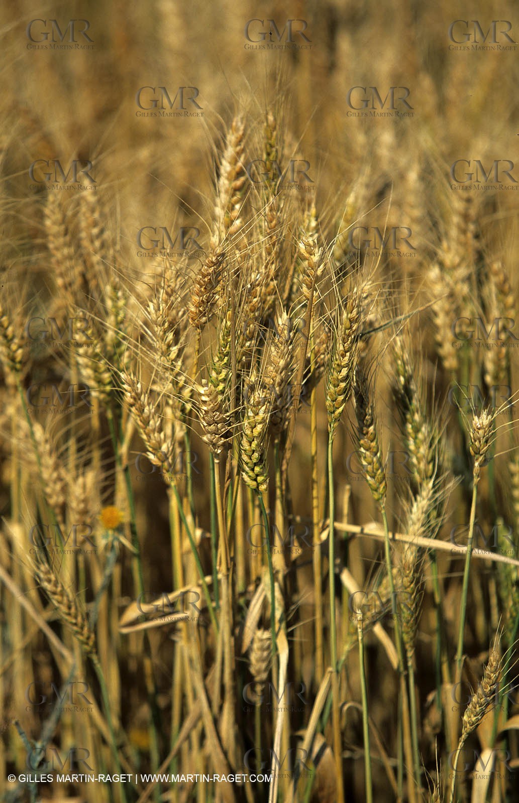 Provence - general farming