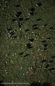 Taureaux de Camargue, Marais du Vigueyrat