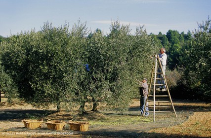 olive0113.jpg