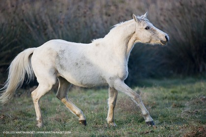23 12 2006 - Saintes Maries de la Mer - Camargue horses