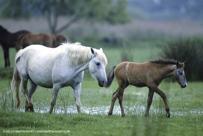 Camargue (FRA,13)