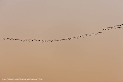 19 04 2011 - Arles (FRA,13) - Flamants roses à proximité du phare de la Gacholle