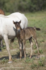 01 07 2008 - Saintes Maries de la Mer (FRA-13) - Camrgue horses