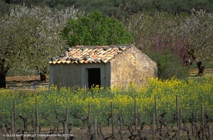 Wine - vineyards - Harvest