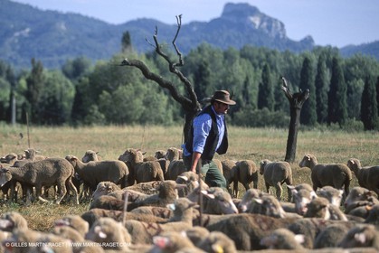 Saint Rémy de Provence (FRA,13) - Fête de la Transhumance