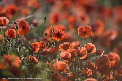 04 05 2008 - Saint Rémy de Provence (FRA, 13) - Alpilles hills landscapes