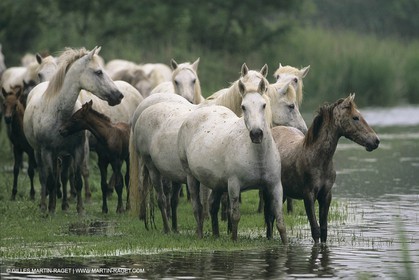 France, Provence, Camargue, Chevaux race Camargue