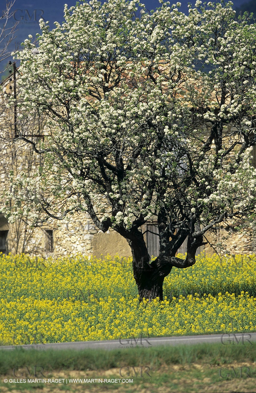 Alpilles (FRA,13), Rape fields