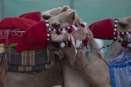 20 11 2010 - Dubai (EAU) - Courses de chameaux