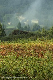 Luberon (FRA,84), Fall colors