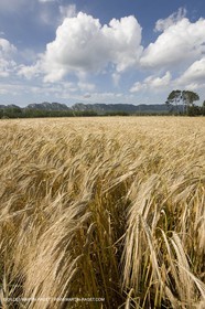 10 06 2008 - Arles and surroundings (FRA, 13) - Vincent Van Gogh south