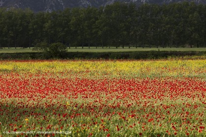 29 04 2012 ( Saint Rémy de Provence (FRA, 13) - Chaîne des Alpilles vers Romanin