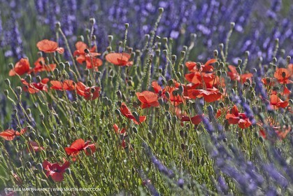27 06 2011 - Valensole (FRA, 04) - Lavander fields