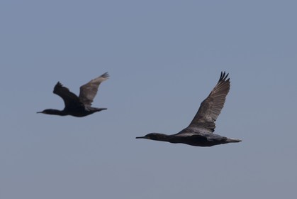 07 11 2014, Capetown (ZAF), Volvo Ocean Race 2014-15, Arrivals