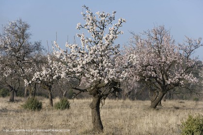 16 02 2008 - Saint Rémy de Provence (FRA, 13) - Alpilles hills landscapes