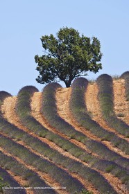 27 06 2011 - Puimichel (FRA, 04) - Champs de lavandes